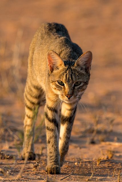 african+wildcat | African wildcat African Wildcat, Small Cat Breeds, African Wild Cat, African Cats, Small Wild Cats, Cat Species, Cat Pose, African Wildlife, Small Cat