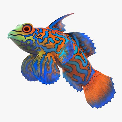 Mandarinfish 3D Model #AD ,#Mandarinfish#Model Reference Animals, Mandarin Fish, Weird Fish, Motion Graphics Animation, Colorful Fish, Underwater World, Sea Animals, Vector Pattern, Low Poly