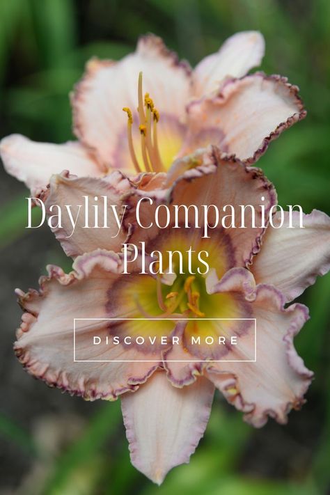 Lilly Garden, Best Companion Plants, Plants Under Trees, Daylily Garden, Lilly Flower, Lily Garden, Companion Plants, Container Gardening Flowers, Day Lilies