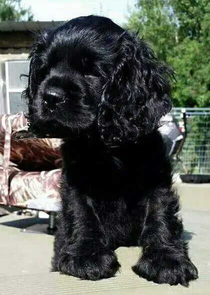 The 20 Cutest Pictures of Black Cocker Spaniels - The Paws Black Cocker Spaniel Puppies, Cocker Spaniel Grooming, Black Cocker Spaniel, Black Puppy, American Cocker Spaniel, Cocker Spaniel Puppies, Cocker Spaniel Dog, Cocker Spaniels, Yorkshire Terrier Puppies