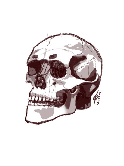 Drawing of skull on digital tablet in photoshop. It s shaded and in brown colour theres a lot of depth ant it should be anatomicaly correct. Skull Shading, Drawing Of Skull, Skulls Drawing, Digital Tablet, Skull Drawing, Brown Colour, Brown Color, Still Life, Tablet