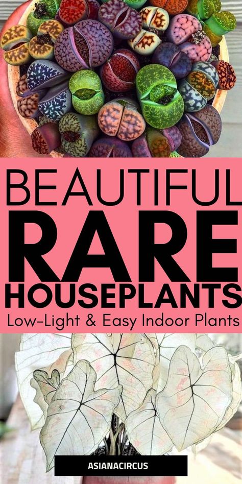 Indoor Plants Unique, Unusual Indoor Plants, Indoor Shade Plants Houseplants, Most Beautiful House Plants, Weird House Plants, Prettiest House Plants, Coolest House Plants, Indoor Plants Display Ideas, Interesting House Plants