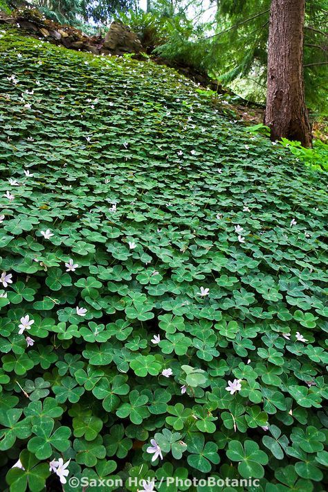 Oxalis Oregana, Redwood Sorrel, California Native Plant Garden, Native Plant Garden, Plantarea Legumelor, Garden Library, Ferns Garden, Woodland Plants, Ground Covers