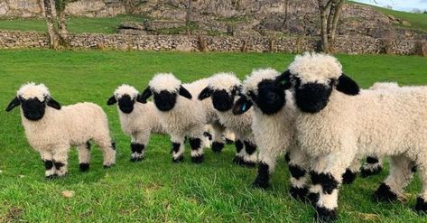 We've got a new favorite animal! They're so cute, in fact, that we'll bet you'll become an instant fan, too. Irish Aesthetic, Blacknose Sheep, Valais Blacknose, Valais Blacknose Sheep, Ireland Aesthetic, Best Of Ireland, Ireland Tours, Irish Countryside, Sheep Breeds