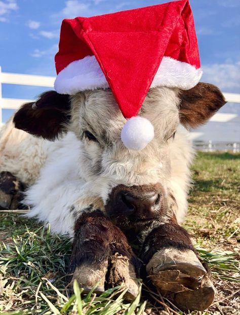 Fluffy Cows Christmas, Cow Asthetic Picture Wallpaper, Christmas Highland Cow Wallpaper, Christmas Animal Wallpaper, Christmas Cow Wallpaper, Cows In Snow, Cow Pics, Christmas Farm Animals, Christmas Cows