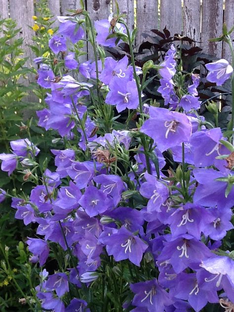 Blue Campanula, Blue Garden, Backyard Fences, Shade Plants, Real Beauty, Botanical Flowers, Flower Boxes, Gardening Ideas, Idaho