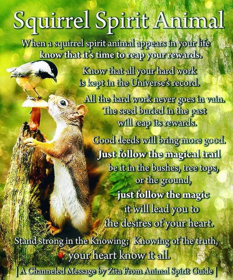 ❤️ Heartstrings Connection on Instagram: “💕🐿🌳 . . . . . #source #divine #squirrel #awakening #twinflames #divine #divinefeminine #magical #joy #healing #spirituality…” #divinemasculine #spiritanimal #squirrelspiritanimal #spiritguides #channeledmessages #divine #source #universe #magic #heart #love #twinflamehealing #mothergaia #motherearth #spreadlove #innerbeing #followyourheart #animal #energy #vibration #spiritualjourney #twinflamejourney #clairvoyant #evolution #growth #gratitude Animal Totem Spirit Guides, Being In The Present, Spirit Animal Meaning, Energy Vibration, Animal Meanings, Spirit Animal Totem, Animal Spirit Guide, Light Language, Spiritual Animal