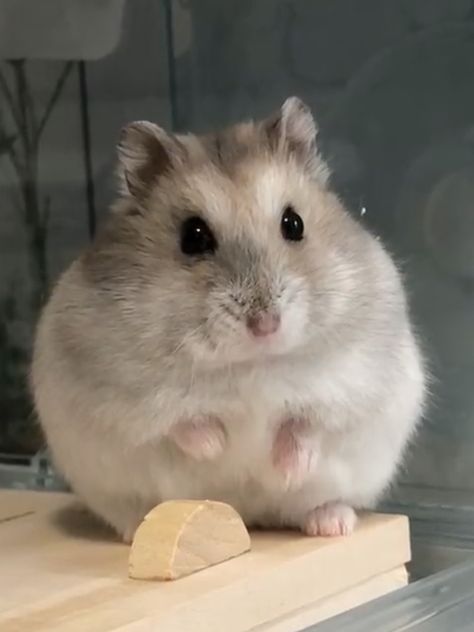 Cute Hamster Aesthetic, Pfp Hamster, Hamsters Syrian, Hamster Pfp, Aesthetic Hamster, Hamster Tattoo, Hamster Aesthetic, Rats Cute, Hamster Pictures