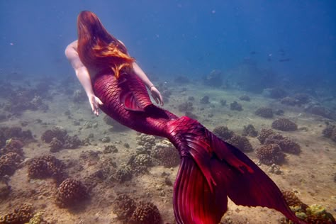 Red Tail Mermaid, Red Mermaid Tail Aesthetic, Red Mermaid Aesthetic, Red Mermaid Tail, Siren Tail, Types Of Mermaids, Underwater Model, Black Siren, No Ordinary Girl