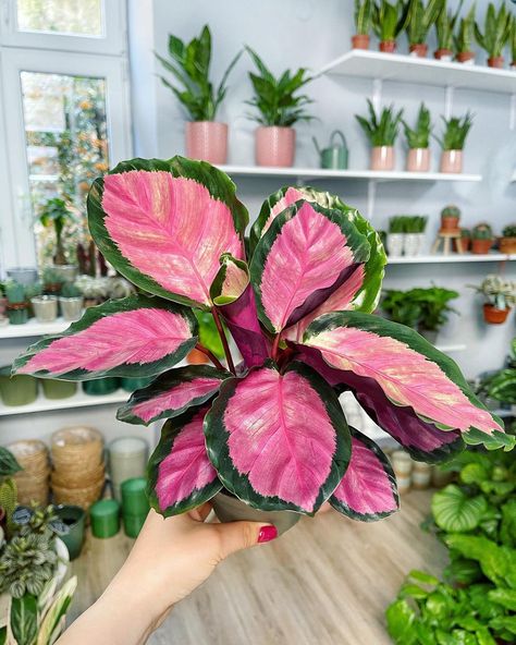 Pink Houseplants | 5 Best Pink Houseplants Calathea Rosy, Plants Names, Plants With Pink Flowers, Anthurium Flower, Calathea Plant, Philodendron Plant, Greenhouse Plants, Plant Supplies, Pink Plant