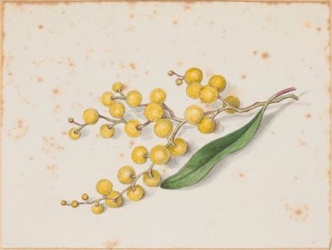 State Library Vic on Twitter: "Spring has sprung and with it brings warmth and colour 😍💐 Today we celebrate Australia’s floral emblem Acacia pycnantha, most commonly known as the golden wattle. Sketch by artist Caroline Peebles [ca. 1870-ca. 1910] catalogue link here https://t.co/3ST7u9MAnU https://t.co/TfQ8fabvhp" / Twitter Victorian Men, Copyright Free Images, Australia Day, Historical Images, Color Palette Generator, Vibrant Flower, Shades Of Yellow, Image Collection, Architecture Drawing