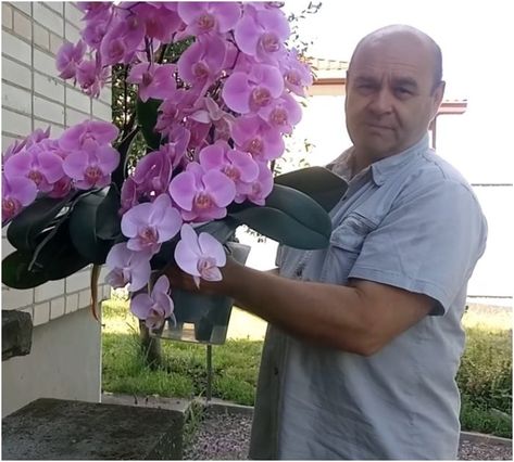 Master orchid grower takes guesswork out of watering with a detailed tutorial Orchid Terrarium, Orchids In Water, Repotting Orchids, Indoor Orchids, Orchid Fertilizer, Orchid Plant Care, Orchid Planters, Plant Care Houseplant, Growing Orchids