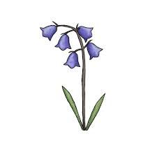 https://encrypted-tbn0.gstatic.com/images?q=tbn:ANd9GcQbgMhMpptZOkjJ2rBc6jJ6ZAQAJRFyGzsuDw&usqp=CAU English Bluebells Drawing, Bluebell Drawing Simple, Virginia Bluebell Tattoo, Bluebell Flower Drawing, Bluebell Drawing, Bluebell Tattoo, Ibis Art, Bluebell Flower, Easy Flower Drawings