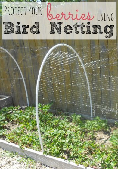 Keep the Birds out & your Berries in! Tutorial on how to do a bird netting for your berry patch. Fruit Cage Diy, Berry Netting Ideas, Bird Netting For Garden Ideas, How To Protect Strawberries From Birds, Diy Garden Netting Ideas, Strawberry Netting Ideas, Blueberry Netting Ideas, Bird Netting For Blueberries, Protect Strawberries From Birds