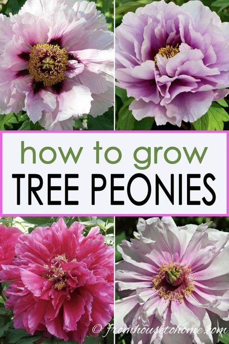 Learn how to grow tree peonies that will add huge blooms to your shade garden. These perennials have such big flowers, they'll make a big impact on any landscape design. #fromhousetohome #gardening #plants #shadelovingshrubs #shadeplants #bushestoplantundertrees Peony Care Tips, Shade Loving Shrubs, Tree Peonies, Peony Care, Peony Illustration, Rose Fertilizer, Plants Under Trees, Plant Types, Growing Peonies