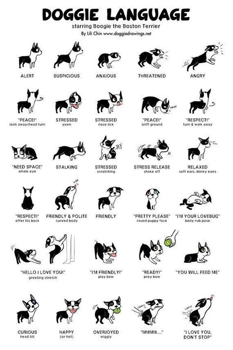 Pet Language, Training Your Dog, Pet Parent, Dog Training, Dog Breeds, Puppies, Train, Pet, Dogs