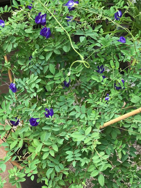 Butterfly Pea flower Butterfly Pea Flower, Butterfly Pea, Pea Flower, Beautiful Flowers Pictures, Flower Pictures, Different Shapes, Peas, Beautiful Flowers, Herbs