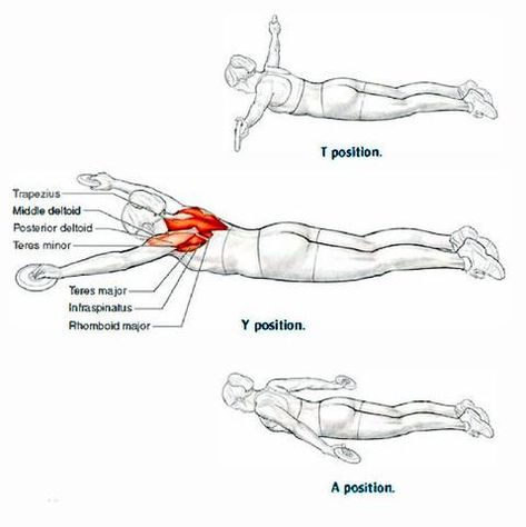 Swimmers Workout Dryland, Rhomboid Exercises, Exercises For Swimmers, Dry Land Swim Workouts, Dryland Workout, Workouts For Swimmers, Swimming Drills, Rehabilitation Exercises, Swim Coach