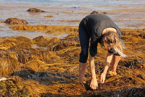 Wild Cooking, Edible Seaweed, Wild Food Foraging, Connected To Nature, Foraging Recipes, Sea Scallops, Poisonous Plants, Isles Of Scilly, Wild Food