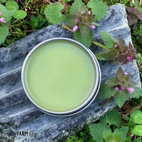 Learn how to make helpful herbal salves using purple dead nettle & other beneficial plants. Recipes for first aid salve and aches & pains salve included! Purple Dead Nettle Salve, Purple Dead Nettle, Medicinal Recipes, Herbal Salve Recipes, Plant Remedies, How To Make Purple, Storm Prep, Salve Recipes, Herbal Salves