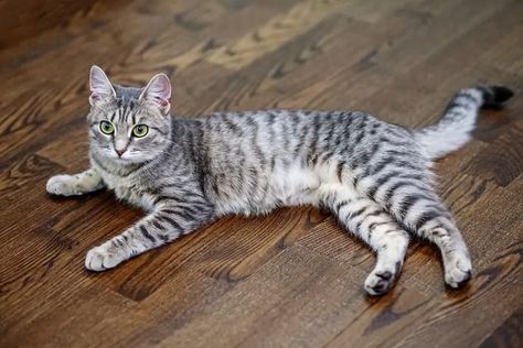 Tabby Cat Pictures, Excited Cat, Grey Tabby, Tabby Cats, Rwby Anime, Tabby Kitten, Striped Cat, Fascinating Facts, Cat Facts