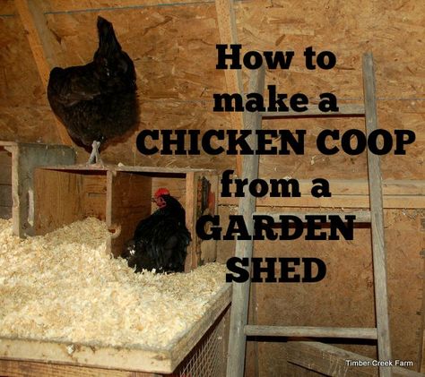 Once the chicks grow up they will need a chicken coop. We converted a shed into a chicken coop with a few modifications for egg laying, roosting and safety Make A Chicken Coop, Shed Chicken Coop, Urban Chicken Farming, Best Egg Laying Chickens, Chicken Poop, Portable Chicken Coop, Egg Laying Chickens, Diy Chicken Coop Plans, Urban Chickens