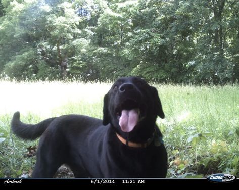 Trailcam Aesthetic, Trail Cam Photos, Trailcam Animals, Trail Camera Pictures, Wildlife Camera, Pet Cam, Trail Cam, Trail Cameras, Trail Camera