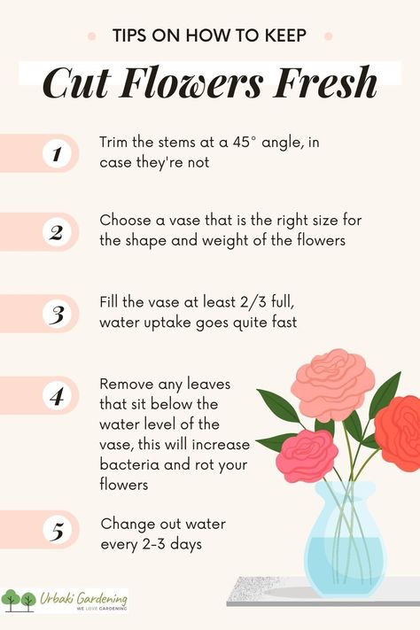 Taking Care Of Flowers, How To Make Fresh Flowers Last Longer, How To Take Care Of Flowers, How To Keep Flowers Alive Longer, How To Be A Florist, How To Keep Fresh Flowers Alive Longer, Florist Tips And Tricks, How To Make Flowers Last Longer, How To Become A Florist