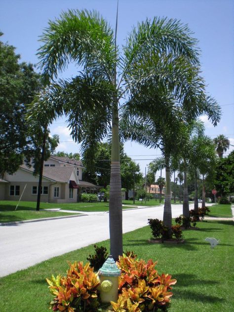 Tips & Advice Blog Foxtail Palm Tree, Foxtail Palm, Palm Trees Garden, Modern Garden Landscaping, Backyard Resort, Florida Palm Trees, Palm Trees Landscaping, Small City Garden, Florida Landscaping