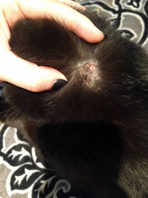 My poor(senior) baby is losing hair and is full of scabs from scratching. Help! Baby Losing Hair, Losing Hair, Cat Skin, Cat Loss, Bald Spot, Simple Hairstyles, Cat Info, Cat Meme, Lost Hair