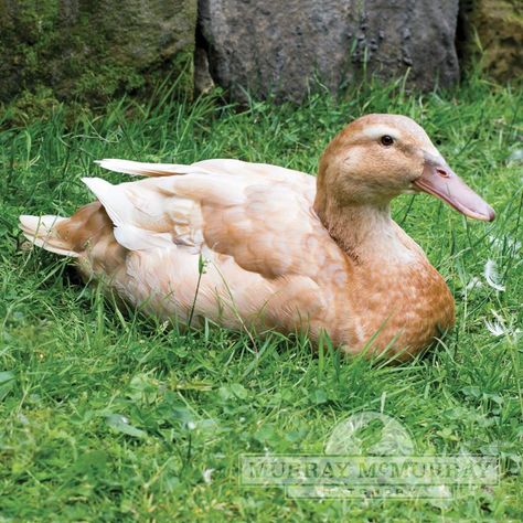 Buff Duck Buff Duck, Welsh Harlequin Duck, Duck Breeds, Buff Orpington, Pet Chicken, Day Old Chicks, From The Pond, Raising Backyard Chickens, Backyard Poultry