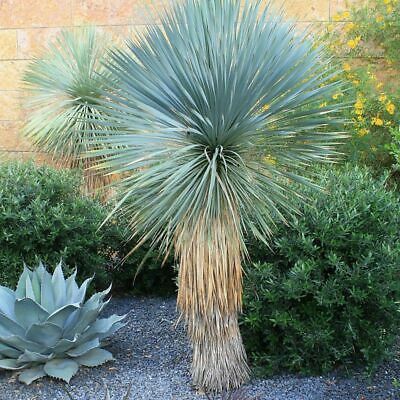 Xeriscape Front Yard, Yucca Filamentosa, Yucca Rostrata, Stone Walls Garden, Architectural Plants, Yucca Plant, Drought Tolerant Landscape, Mediterranean Plants, Open Days