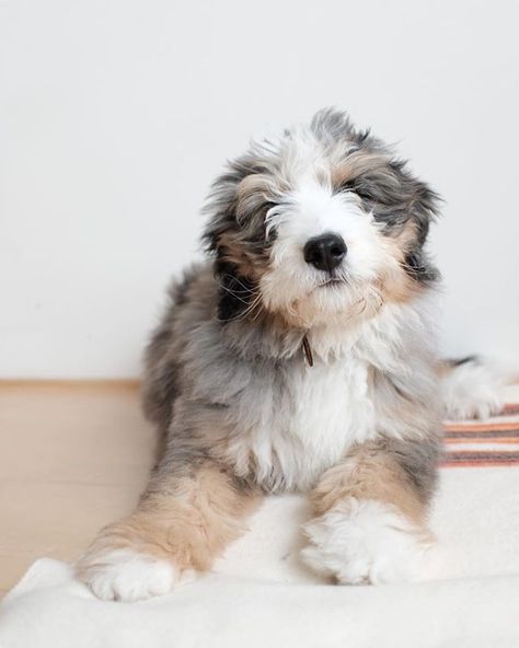 The Polish Lowland Sheepdog is a medium-sized, shaggy-coated, sheep dog breed native to Poland. Polish Lowland Sheepdog Puppy, Medium Size Dog Breeds, Polish Lowland Sheepdog, Old English Sheep Dog, Medium Dog Breeds, Shaggy Dog, Dog Breeds List, Dog Breeds Medium, Sheep Dogs