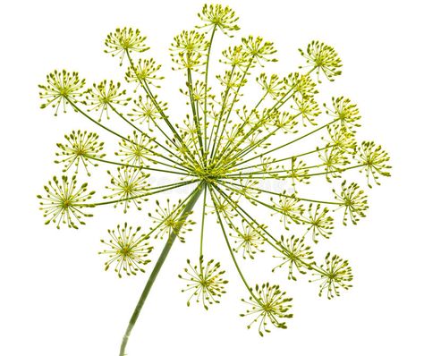 Dill flower. Bloom from the dill plant isolated , #SPONSORED, #Bloom, #flower, #Dill, #isolated, #plant #ad Dill Flower, Dill Plant, Flower Leg Tattoos, Paint Photography, Plant Tattoo, Flower Stock, Plant Images, Botanical Collection, Drawing For Beginners