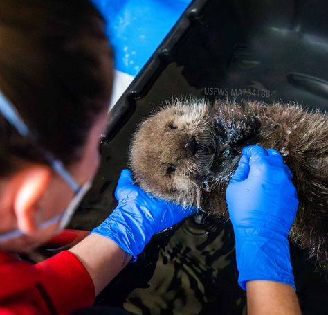 Baby Sea Otters, Otter Pup, Baby Otter, Public Aquarium, Vancouver Aquarium, Research Facility, River Dolphin, Seward Alaska, Animal Rescue Center