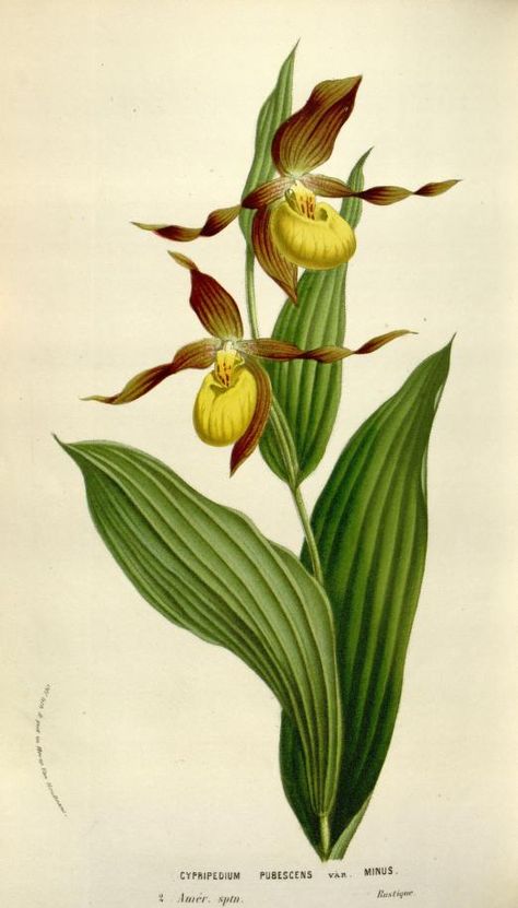 v.10 (1854-55) - Flore des serres et des jardins de l'Europe - Biodiversity Heritage Library Orchid Botanical Illustration, Bulbous Plants, Lady Slipper, Illustration Botanique, Beige Background, Wonderful Images, Picture Library, Book Plates, Nature Prints