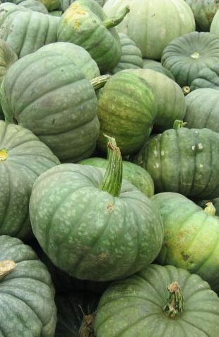 •(★)• Green Pumpkins, Autumn Green, Green Pumpkin, Fruit And Veg, Green Aesthetic, Go Green, Gourds, Pumpkin Patch, Fall Halloween