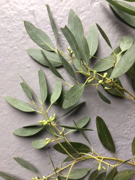 Eucalyptus Watercolour Reference, Cosmetic Package, Eucalyptus Branches, Silver Dollar Eucalyptus, Reference Pics, Rustic Wedding Inspiration, Eucalyptus Leaves, Cosmetic Packaging, Flowers Nature