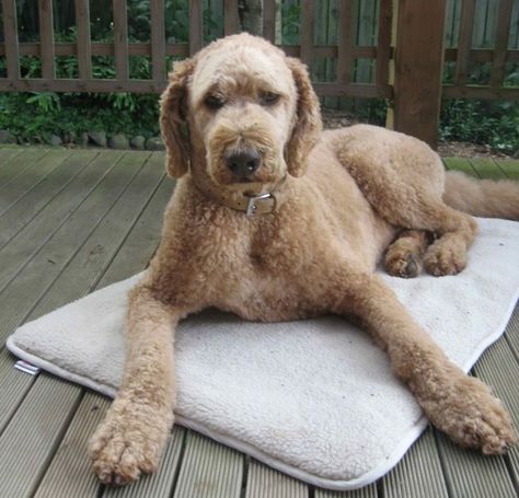 Tan standard labradoodle short haircut for summer Labradoodle Short Haircut, Teddy Haircut, Labradoodle Haircuts, Labradoodle Haircut Style, Labradoodle Cuts, Haircut For Summer, Doodle Haircuts, Teddy Bear Doodle, Labradoodle Haircut