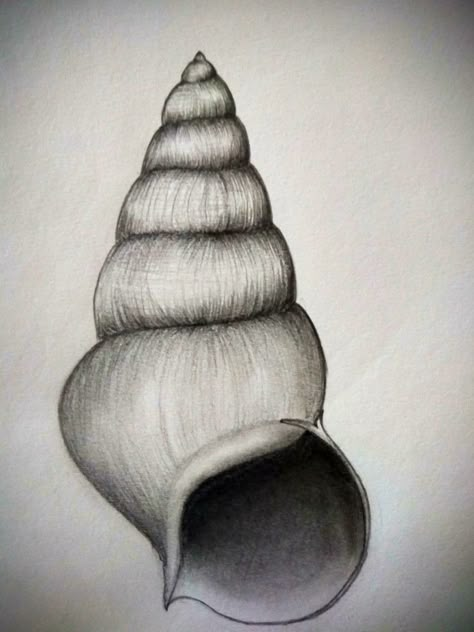 Unique Sketching Ideas, Contour Drawing Objects, Pencil Shading Drawings Easy, Shaded Drawings, Seashell Drawing, Shell Drawing, Drawings Of Flowers, Pencil Drawings Of Flowers, Shading Drawing