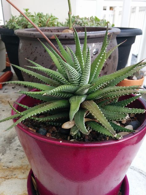 spiked succulent Large Succulents, Succulent, Planter Pots, Plants