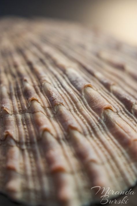 Upclose Photography, Sea Shell Texture, Sea Shell Photography, Beach Macro Photography, Target Photos, Sea Shells Still Life Photography, Shells Photography, Somatosensory System, Marco Photography