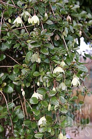 CLEMATIS_CIRRHOSA_WISLEY_CREAM Clematis Hagley Hybrid, Clematis Snow Queen, Clematis Cirrhosa, Clematis Jackmanii Superba, Clematis Cirrhosa Freckles, Gabion Fence, Glass Fence, Fence Planters, Green Fence