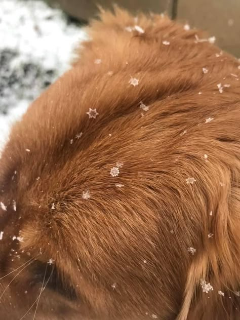 Fox Aesthetic, Aesthetic Winter, Winter Aesthetic, Cute Little Animals, Fur Babies, Aesthetic Pictures, Cute Pictures, Baby Animals, Funny Animals