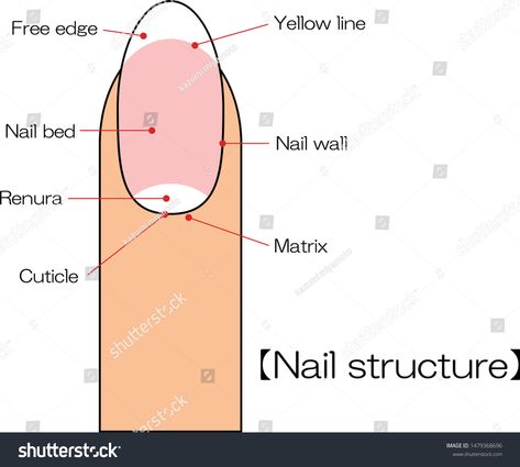 Nail structure diagram vector illustration #Ad , #ad, #structure#Nail#diagram#illustration Nail Structure Diagram, Nail Diagram, Nail Structure, Nail Anatomy, Diagram Illustration, Nails Basic, Nails Oval, Nails Shape, Edge Nails