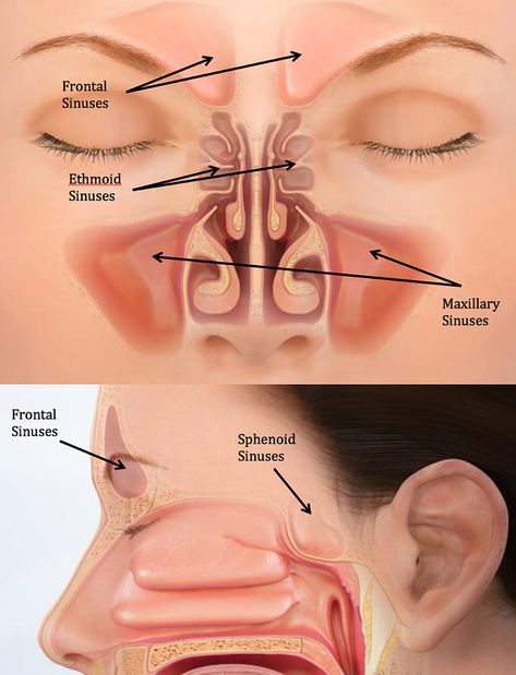 Respiratory System Anatomy, Clear Your Sinuses, Basic Anatomy And Physiology, Biology Facts, Medical Student Study, Indian Family, Human Body Anatomy, Biology Lessons, Medical School Inspiration