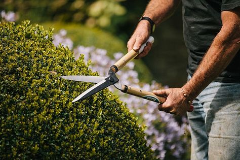 Okatsune Shears, Image: #5 Cloud Pruning, Laurel Hedge, Teeth Illustration, Hedge Shears, Gifts For Gardeners, Garden Shears, Camellia Oil, Garden Equipment, Farming Simulator