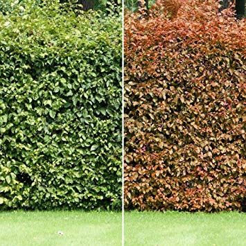 Photoshoot Hairstyle, Beech Hedge, Winter Shrubs, Purple Foliage, Fagus Sylvatica, Heather Plant, Copper Beech, Biennial Plants, Summer Flowering Bulbs