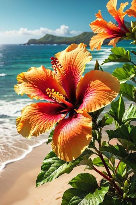 Cute Summer Wallpapers, Hibiscus Plant, Beach Flowers, Lovely Flowers Wallpaper, Beach Wallpaper, Tropical Flower, Hawaiian Flowers, Pretty Plants, Beautiful Flowers Pictures