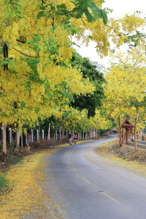 Cassia fistula Cassia Fistula Tree, Golden Showers Tree, Soothing Landscapes, Cassia Fistula, Trees For Front Yard, Spring Scenery, Tree Mural, Street Trees, Flora Flowers